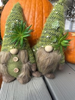 Succulent Gnomes