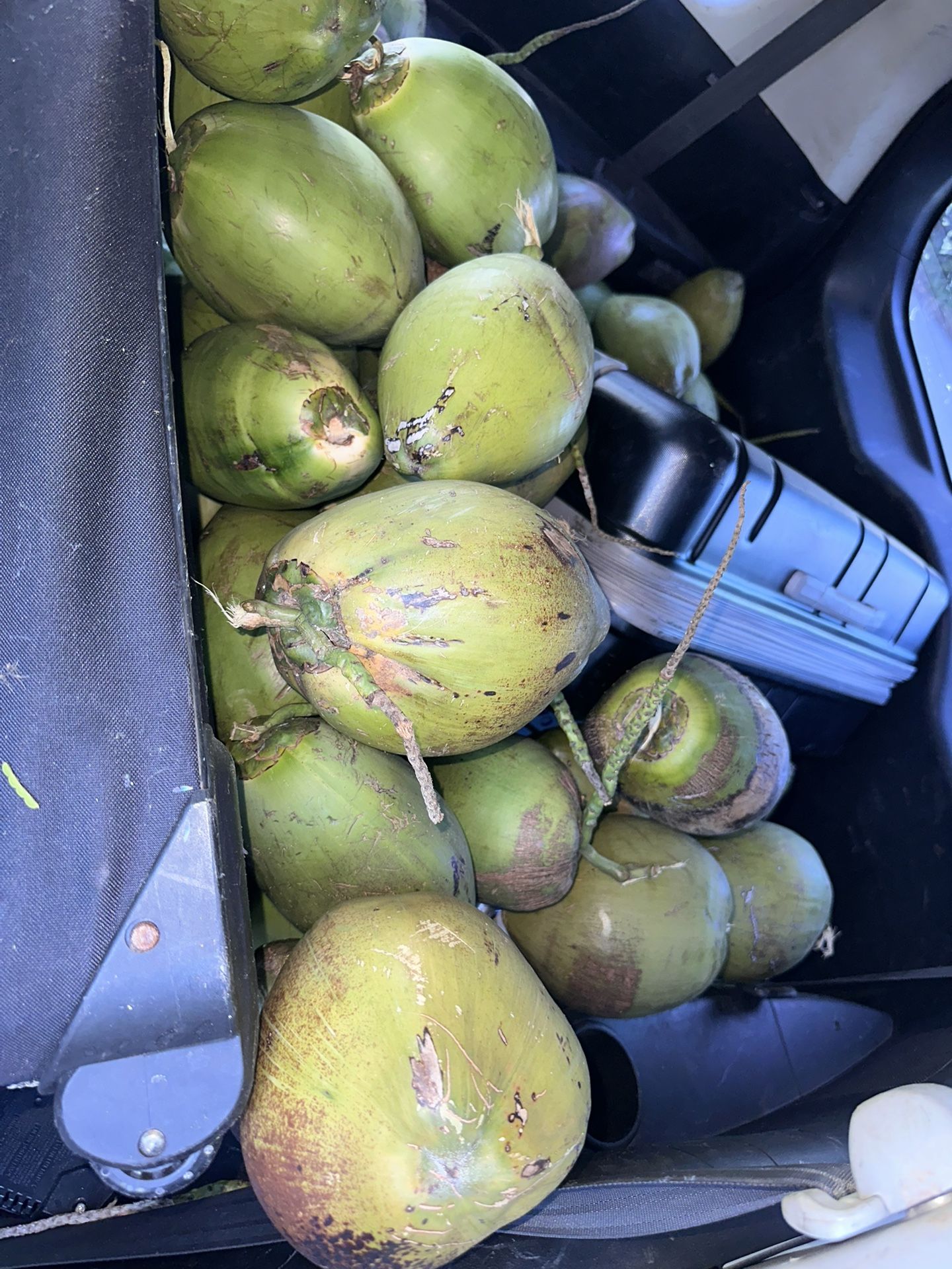 Fresh Water And Meat Coconuts