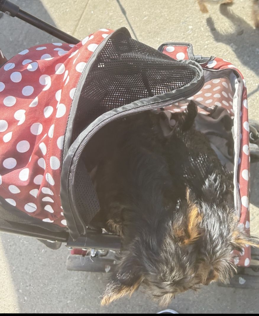 Dog Stroller