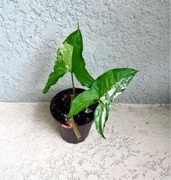 Syngonium Albo variegated plant
