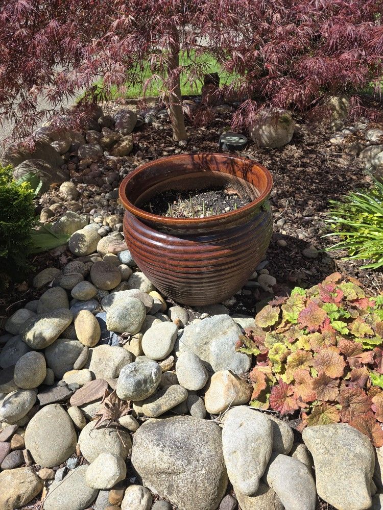 Plant Pot with Hosta