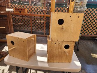 Bird Boxes