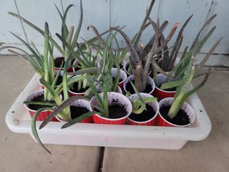 Aloe Vera Plants
