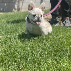 Collars & Harnesses Piteados 