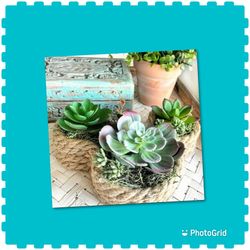 Little Rope Planters  W  Succulents Have These Cuties made Today!!