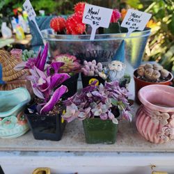 SUCCULENTS SALE  THIS WEEK IN SAN LORENZO