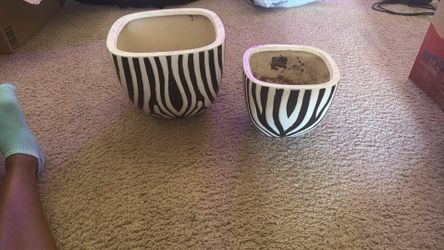 Zebra Plant pot’s ( make an offer )