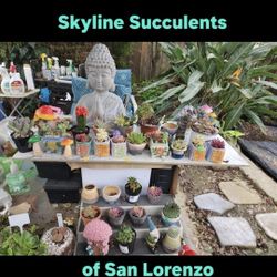 PLANT AND ANEONIUM SALE SATURDAY AND NEXT WEEK IN SAN LORENZO. CONTACT ME