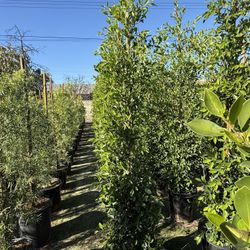 Ficus Nitida Indian Laurel Privacy Hedge