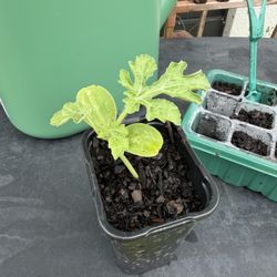 Sugar baby Watermelon Plant 
