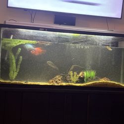 Fish Tank 140gal