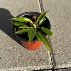 3.5” Philodendron Ring of Fire