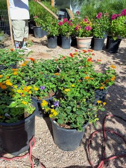 Lantana Gold and Red flowers