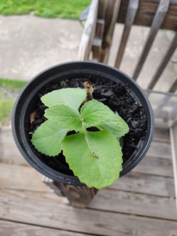 Coleus Amboinicus