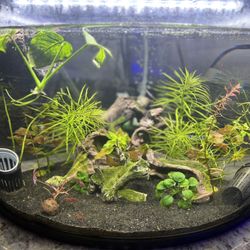 Fully Planted Corner Aquarium