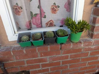 $2 succulents