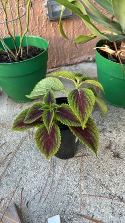 Coleus Plant