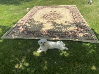 Alfombra