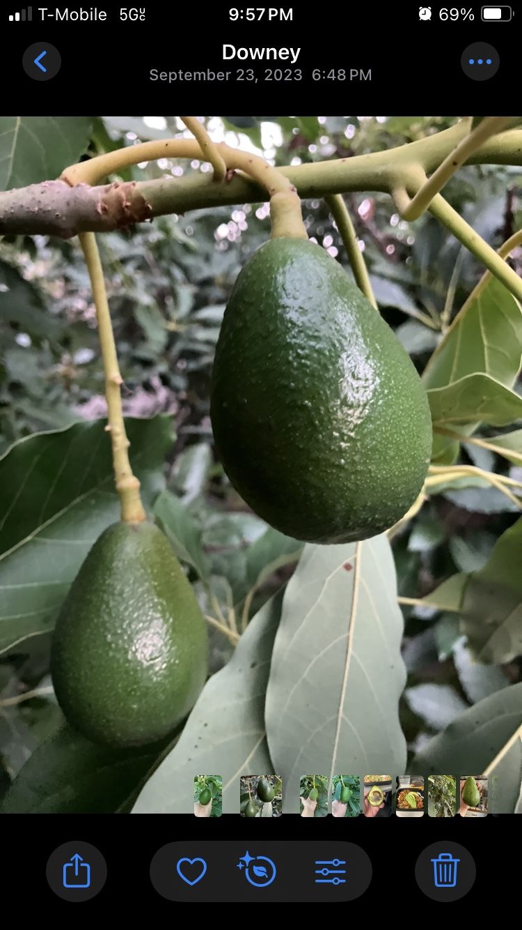Fuerte Avocados
