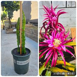 Purple Dragon Fruit Tree 3ft Tall.