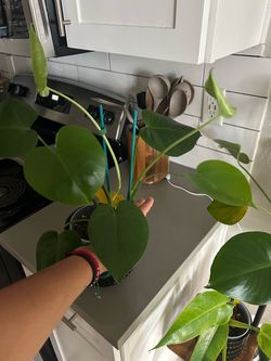 Monstera Deliciosa Plant