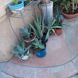 Diferentes Plantas 