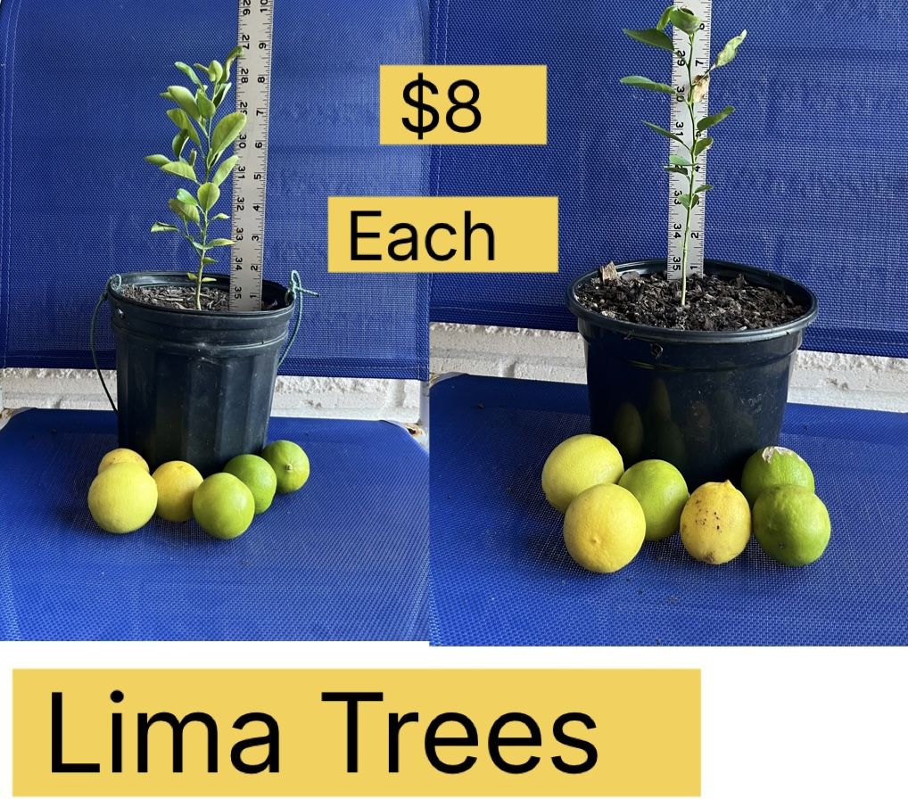 Lima Tree For Sale