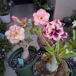 Dessert Rose 🌹 Plants $43 EACH 