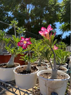Desert Roses