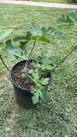 Sweet Celeste Fig Tre