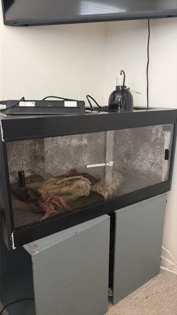 Large Reptile Terrarium  Repwild 65 Gallon