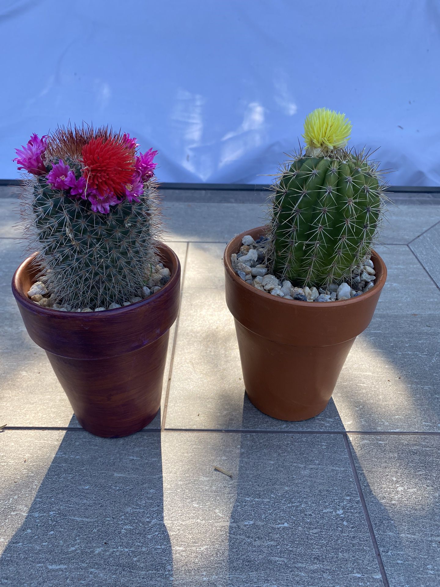 2 Flowering torch cacti in terracotta pots