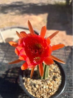 ABR x VRG cactus.