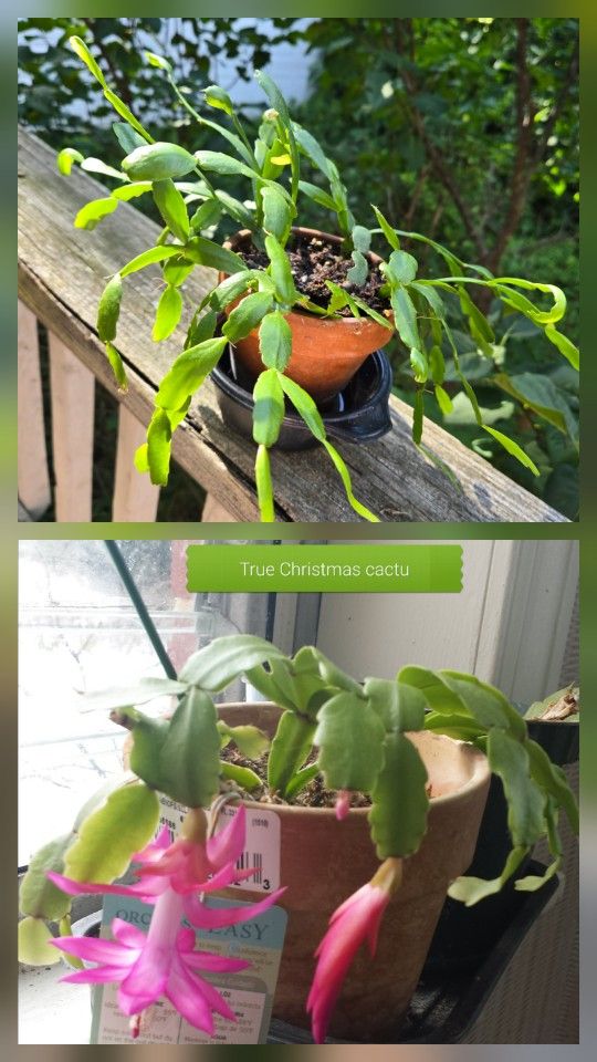 Potted True Christmas Cactus Plant