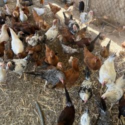Chicken Products 