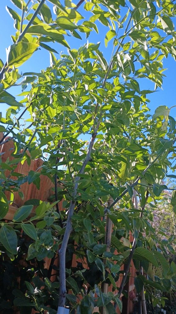 Jujube Fruit Trees.