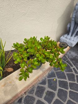 Jade Succulent Plant small