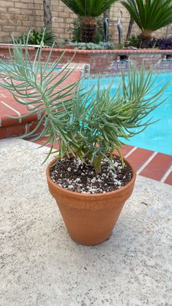 Mermaid tail plant in Terra Cotta Pot