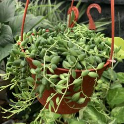 String Of Beads Plants 