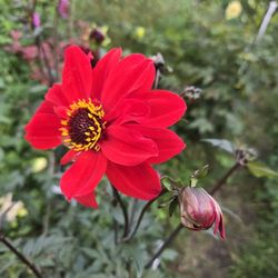 Dahlia Plants Dark Leaf Bishop Of Llandaff $5 Each 