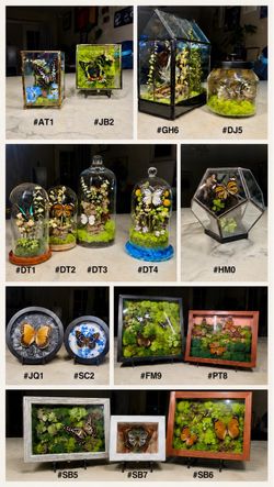Preserved Butterfly Terrariums🦋🐝🐞