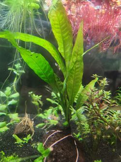 Java Fern - aquarium plants -$10