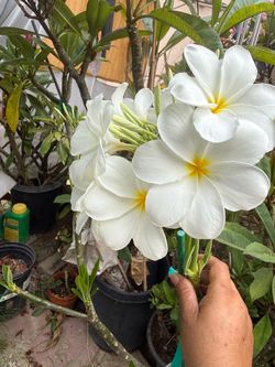 Hong Kong evergreen plumeria