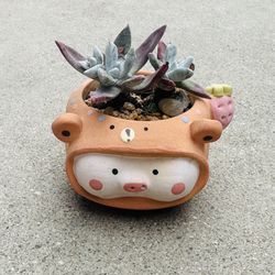 Succulents plants 🪴 (Dudley Farinose)