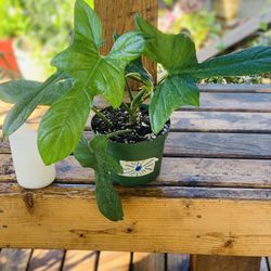 Live indoor Philodendron Panduriforme plant in a plastic nursery pot—firm price