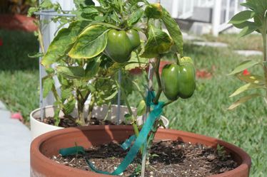 Live Peppers Bell Vegetable Plant fit 4” pot
