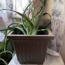 Aloe Vera Plants 