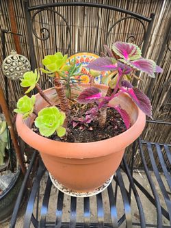 Indoor outdoor plants snake plants succulents more Culver City area $2 $5 $10 $15