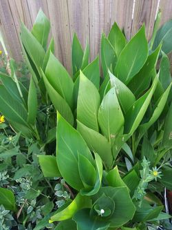 Canna Lillies
