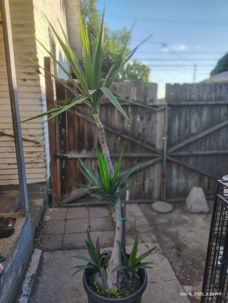 Yucca Tree Plant